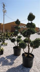 Trees and Bushes : We have a large variety of Trees and Bushes for your landscaping project. Trees and Bushes