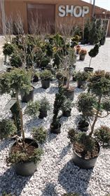 Trees and Shrubs : We have have a great selection of plants for your home project. Trees and Shrubs