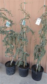 Shrubs Shrubs