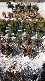 Shrubs Shrubs