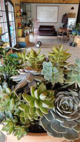 Succulents : Succulents require little water or care. They great indoors with filtered light! Succulents