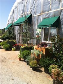 Green Gallery Greenhouse : 2700sf of beautiful unique plants and displays Green Gallery Greenhouse