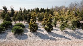 Trees and Shrubs : We have 2 acres full of beautiful and unique trees and schrubs Trees and Shrubs