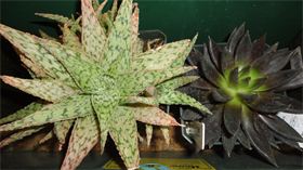 Succulents : We have individual plants for your Succulent Garden or you can take a beautiful succulent garden we have arranged. Succulents